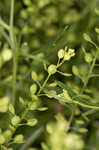 Common pepperweed